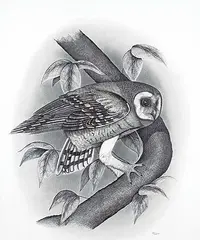 Untitled - Owl by Kieron Guiboche, 1981, graphite on paper, sold Dec 2021