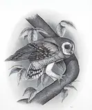 Kieron Guiboche, Untitled - Owl, 1981, graphite on paper