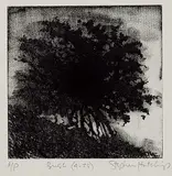 Stephen Hutchings, Bush [4-25] #AP, etching on paper