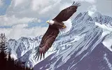 Ronald S. Parker, Wings Over Winter - Bald Eagle, 1984, acrylic on wood board