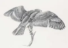 Geoff Sandhurst, Untitled - Bird of Prey, 2010, graphite on paper
