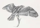 Geoff Sandhurst, Untitled - Bird of Prey, 2010, graphite on paper