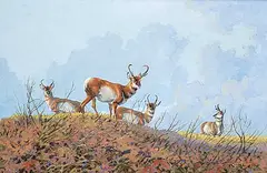 Tom Troy, Pronghorns Stag Party, oil on canvas