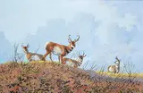Tom Troy, Pronghorns Stag Party, oil on canvas