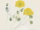 Molly Lamb Bobak, Poppies