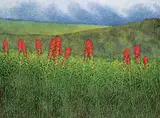 Deborah Lougheed Sinclair, Untitled - A Pop of Red, oil on canvas