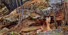 Edward Aldrich, Fox in the Den, 1992, oil on paper board