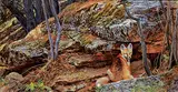 Edward Aldrich, Fox in the Den, 1992, oil on paper board