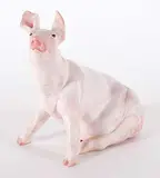 Gwen Hughes, Untitled - Pink Pig, ceramic sculpture