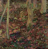 David John More, Cyclamens