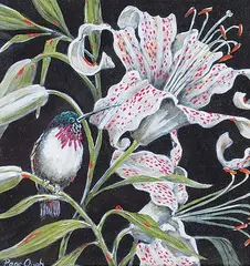 Page Ough, Stargazer - Calliope Hummingbird, mixed media on paper board