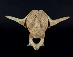 Jacoposee Oopakak, Flying Shaman, 1974, bone carving