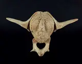 Jacoposee Oopakak, Flying Shaman, 1974, bone carving