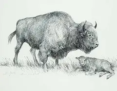 Dwayne Harty, Bison, Cow and Calf, 2012, charcoal on paper