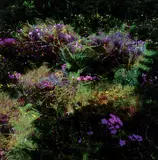 Deborah Cameron, This is Where I Want to Be, 2021, digital composite photograph on paper