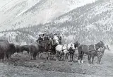 Byron Harmon, Tally-Ho in the Buffalo Paddock, circa 1915