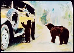 Mary Warren Schaffer, Bear Begging from Tourists in Brewster Transport Touring Car circa 1920s-1930s, colour photograph on paper