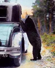 Mary Warren Schaffer, Bear Begging at Car, circa 1920s-1930s, colour photograph on paper