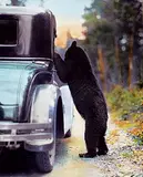 Mary Warren Schaffer, Bear Begging at Car, circa 1920s-1930s, colour photograph on paper