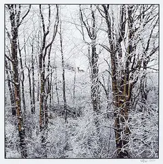 Mark Vitaris, Brumal Views, 2021, colour digital print
