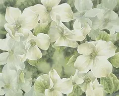 Caren Heine, Untitled - Dogwood, watercolour on paper board