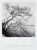 Michael Kenna, Temple Trees, Nara, Honshu, Japan #6/45