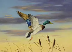 Norman Kelly, Out of the Cattails, oil on canvas