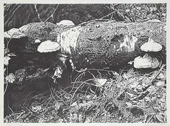 Ernest Friedrich Lindner, Fungi #37/100, 1976, lithograph on paper
