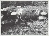 Ernest Friedrich Lindner, Fungi #37/100, 1976, lithograph on paper