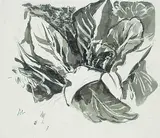 Arthur Lismer, Untitled - Skunk Cabbage Study