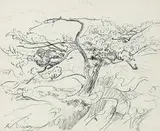 Arthur Lismer, Windswept Pine, Georgian Bay, 1935, graphite on paper
