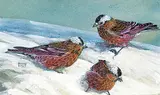 David Lloyd Fisher, Grey Crowned Rosy Finches, oil on paper board