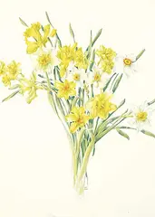 Caren Heine, Untitled - Daffodils, watercolour on paper