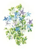 Caren Heine, Untitled - Purple and Blue Columbines, watercolour on paper