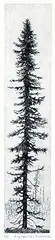 Bog Spruce #1/15 by Paul Lapointe, etching on paper, sold Nov 2020