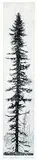Paul Lapointe, Bog Spruce #1/15, etching on paper