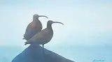 Robert Wiebe, Curlews on Pinnacle, 1987, acrylic on paper