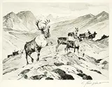Carl Rungius, Above the Timberline, 1937, etching on paper