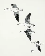 Hans Albert Hochbaum, Untitled - Four Geese Flying, ink on paper
