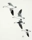 Hans Albert Hochbaum, Untitled - Four Geese Flying, ink on paper