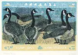 Dora Helen Mackie, Canada Geese #4/65