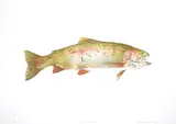 Jack Lee Cowin, Fish [Hen Rainbow] #40/50, 1983, colour lithograph on paper