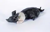 Gwen Hughes, Untitled - Takin' a Rest, painted ceramic sculpture