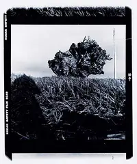 Arthur Nishimura, To My Father, 17 Years in Memoriam, Roots Up - Rooted, 1976, black and white photograph on paper