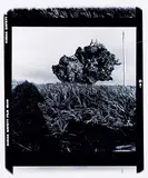Arthur Nishimura, To My Father, 17 Years in Memoriam, Roots Up - Rooted, 1976, black and white photograph on paper
