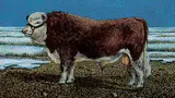Untitled - Brown and White Bull by Harry Karl-Heinz Wohlfarth, 1977, tempera on wood board, sold May 2020
