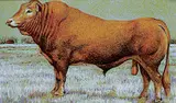 Untitled - Big Brown Bull by Harry Karl-Heinz Wohlfarth, 1977, tempera on wood board, sold May 2020