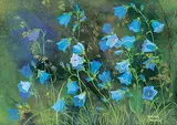 Annora Brown, Untitled - Bluebell Flowers [Harebell]