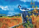 Andrew Kiss, Blue Jay