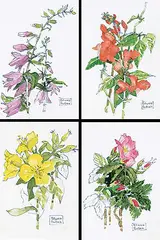 Bruno Bobak, Four Flower Studies, watercolour on paper